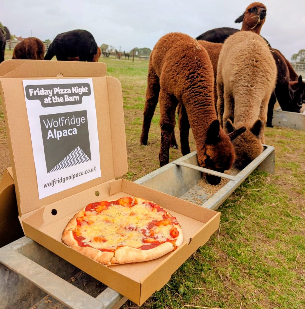Pizza at the Barn